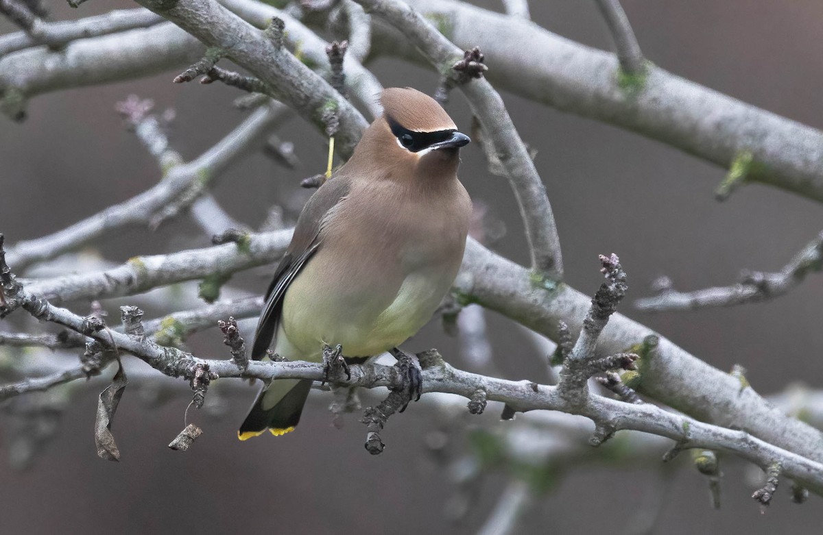 einersidensvans - ML646272112