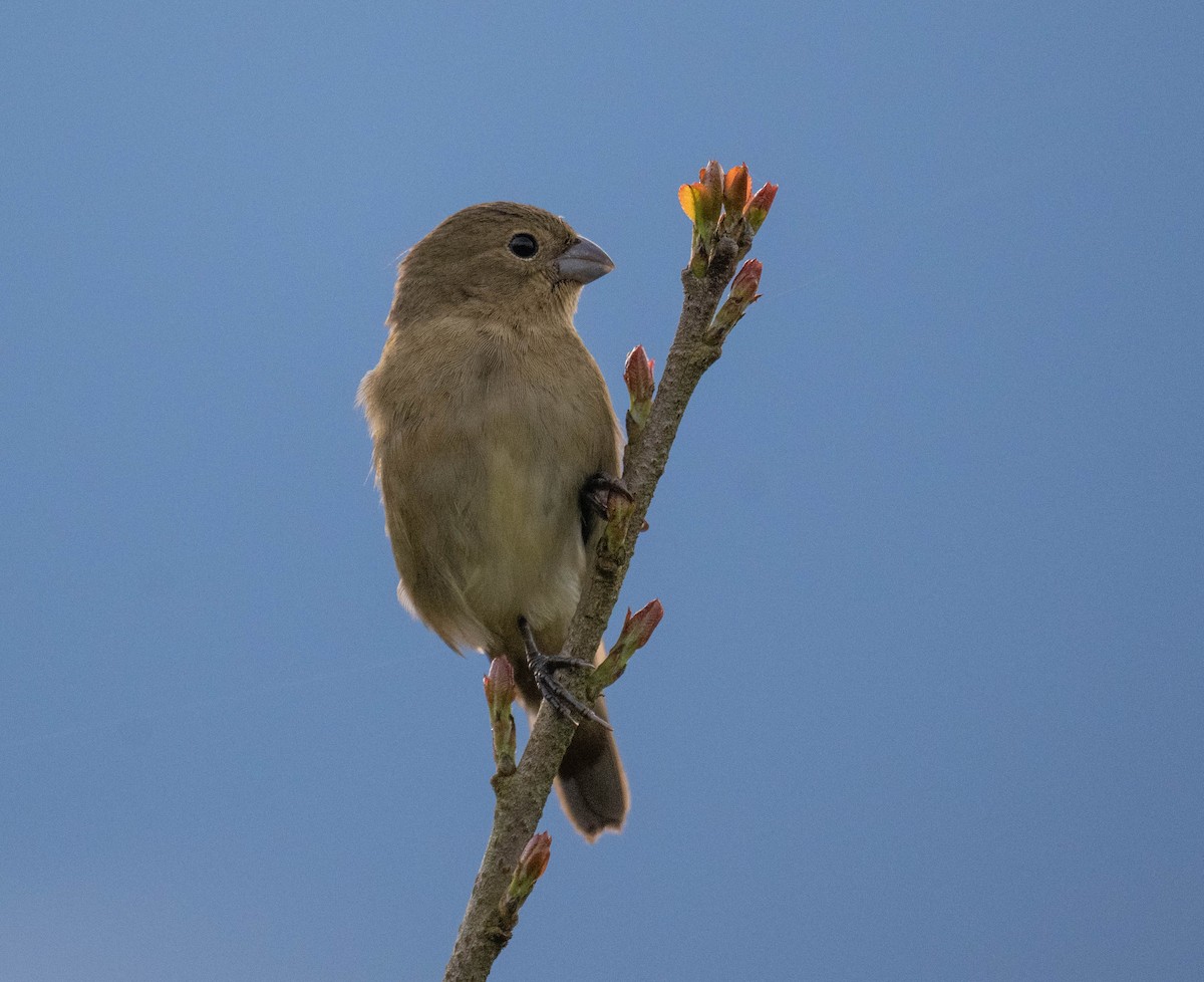 sørgefrøeter - ML646272114