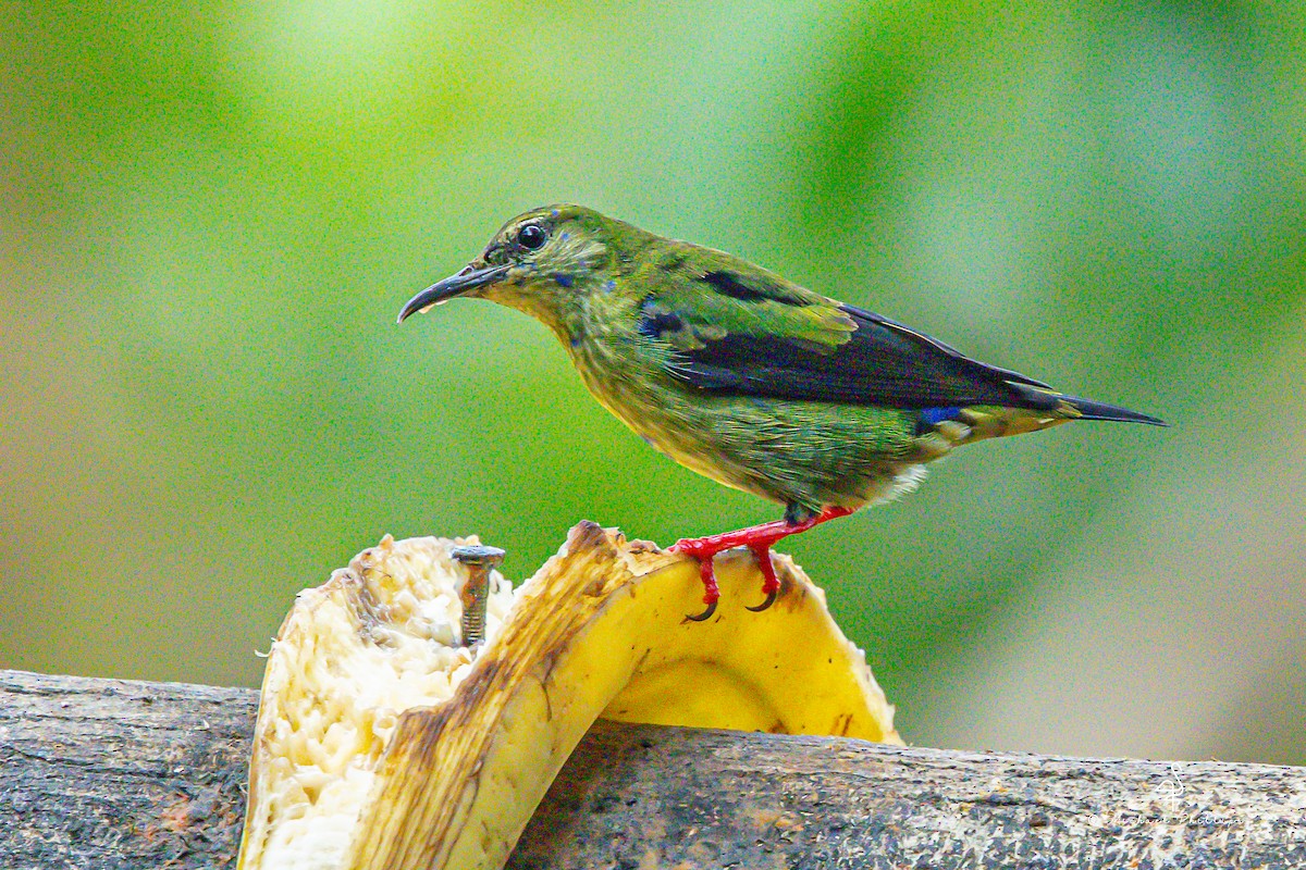 rødbeinhonningkryper - ML646272116