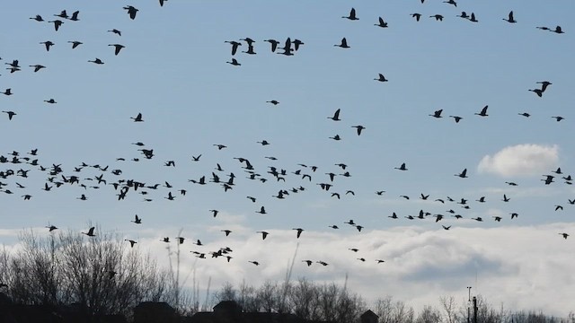 kanadagås - ML646272117