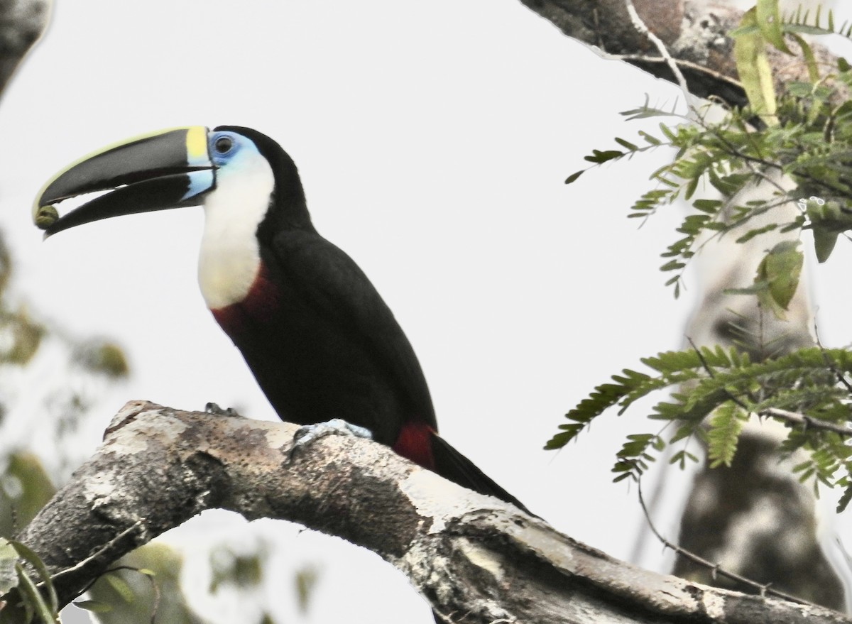 tupinambatukan - ML646272118