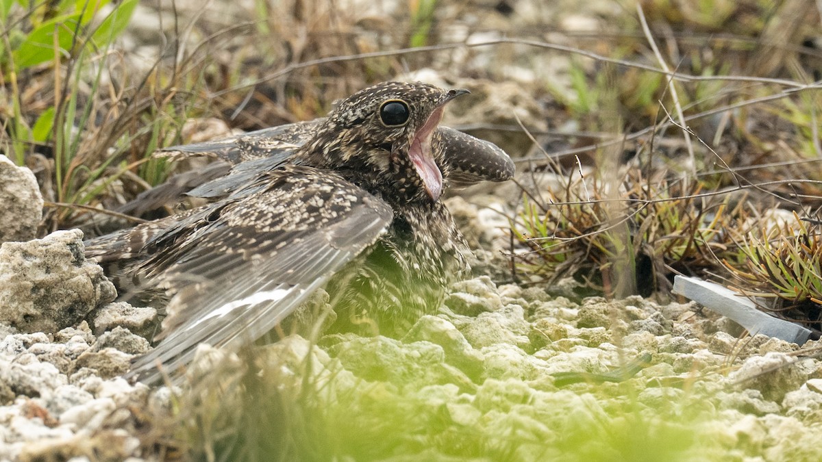 nordnatthauk - ML646272122