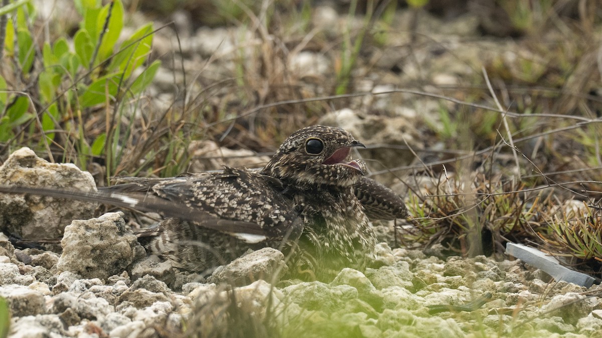 nordnatthauk - ML646272125