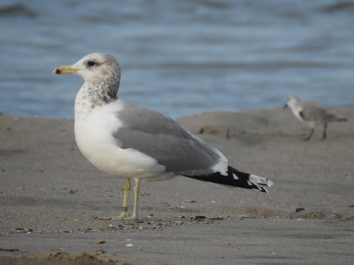 præriegråmåke - ML646272127