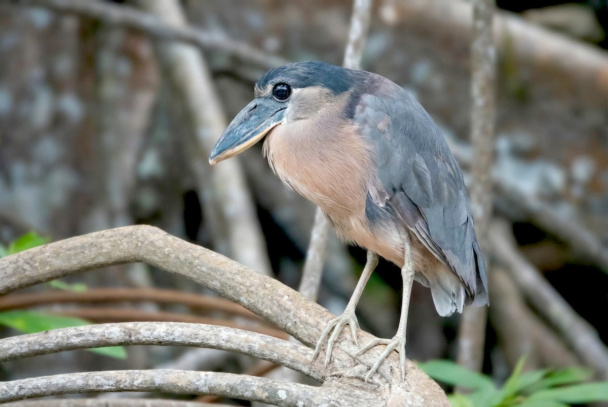 båtnebbhegre - ML646272128