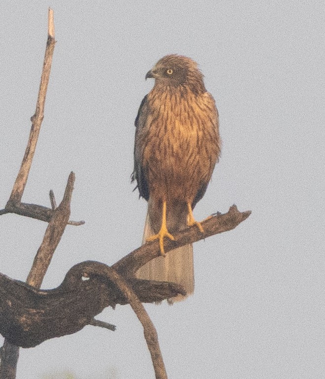 hvitbukhavørn - ML646272129