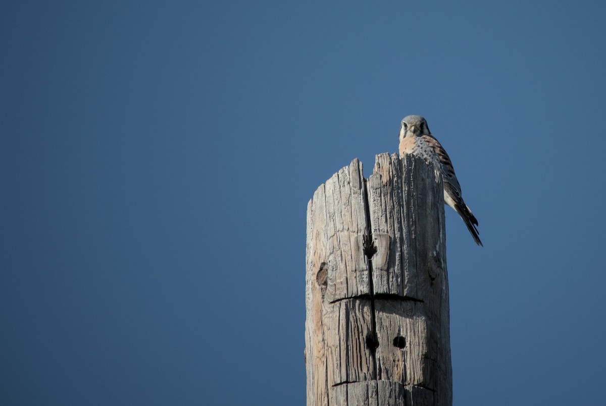 spurvefalk - ML646272130