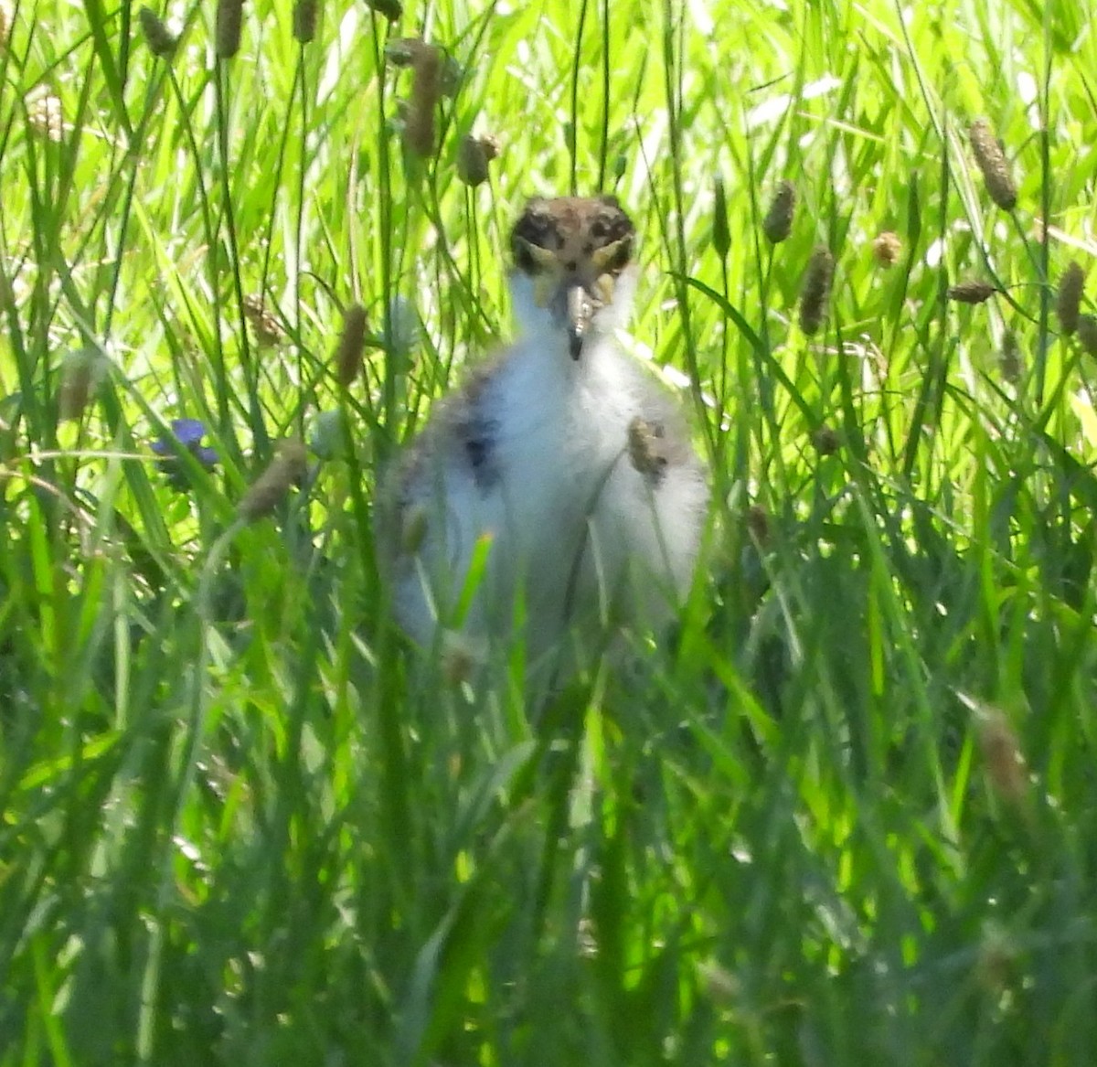 čejka australská - ML646272131