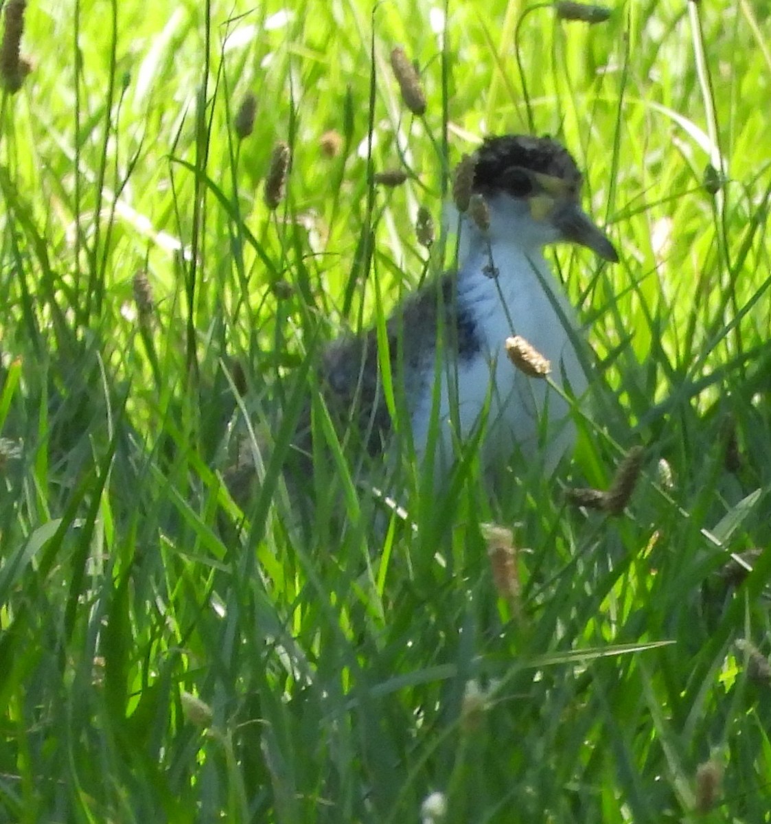 čejka australská - ML646272133