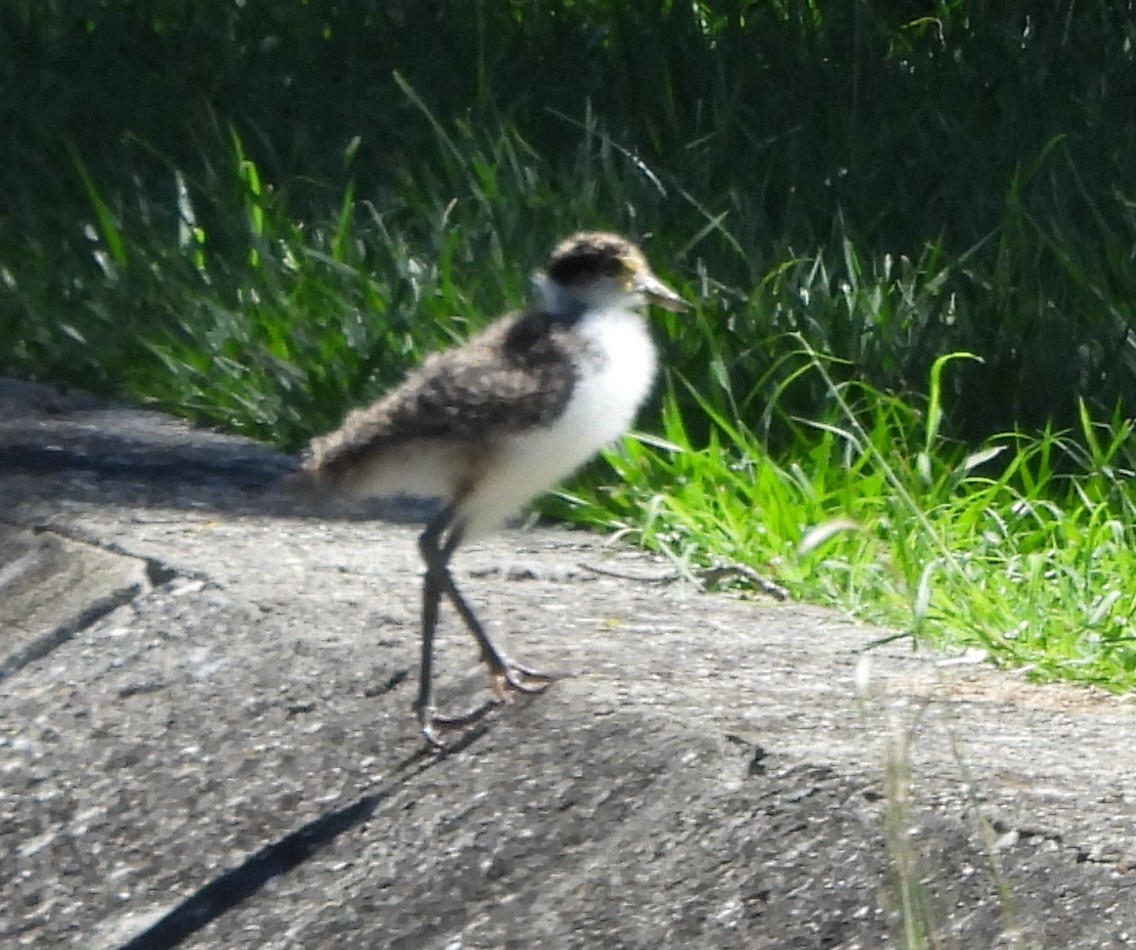 čejka australská - ML646272134