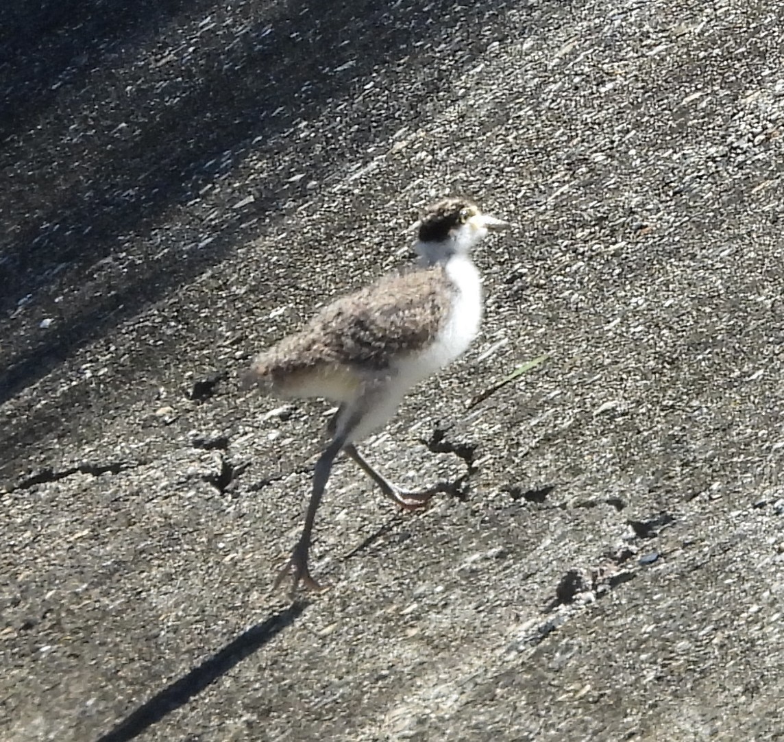 čejka australská - ML646272135