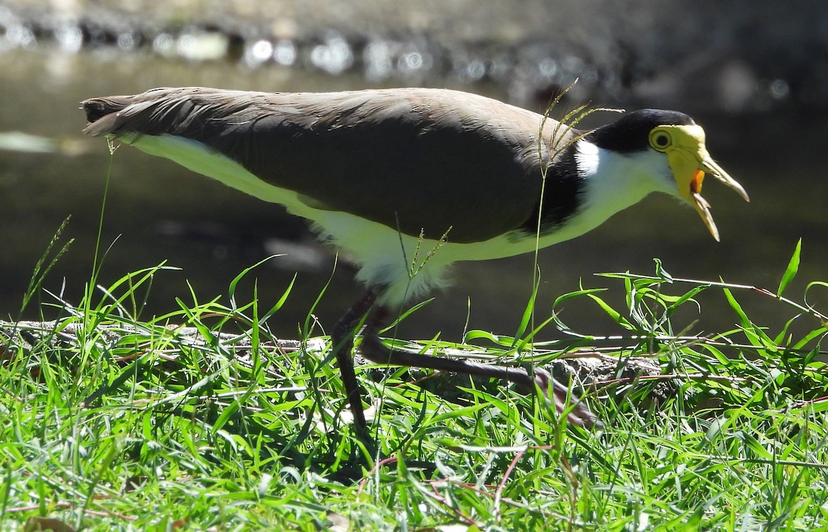 čejka australská - ML646272136