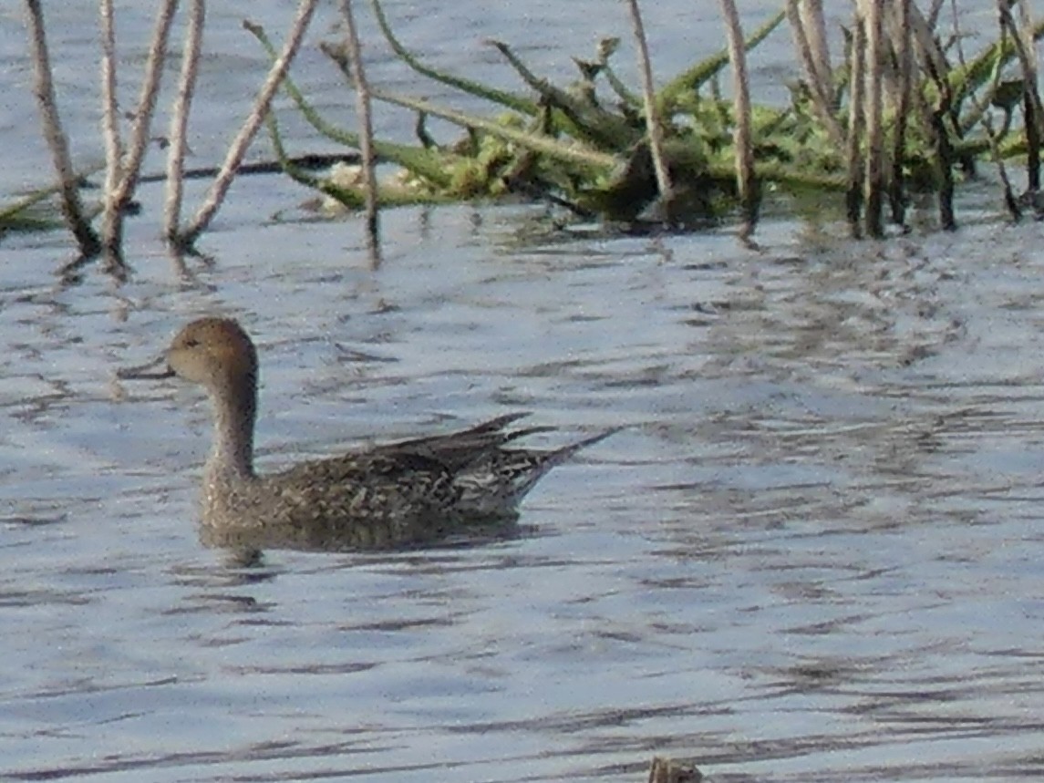 Northern Pintail - ML646272140