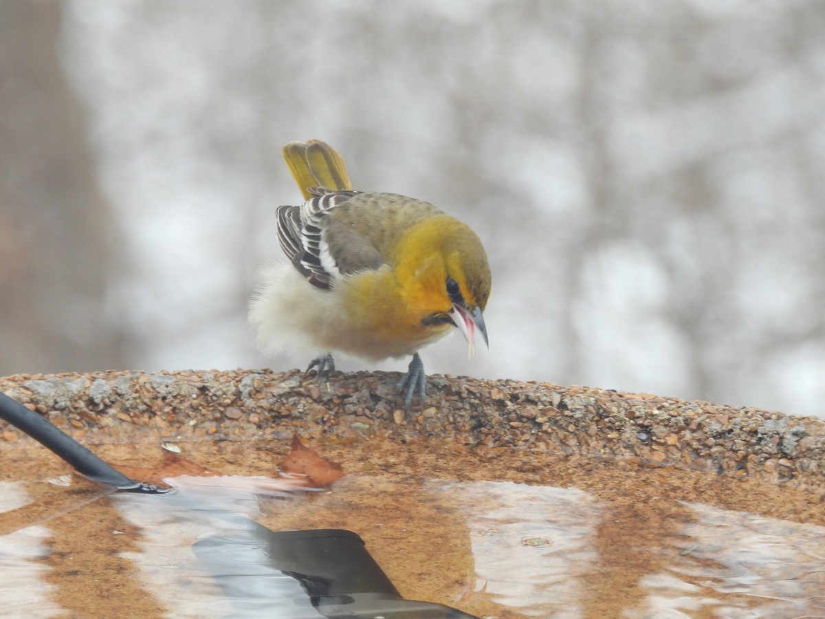 Bullock's Oriole - ML646272141