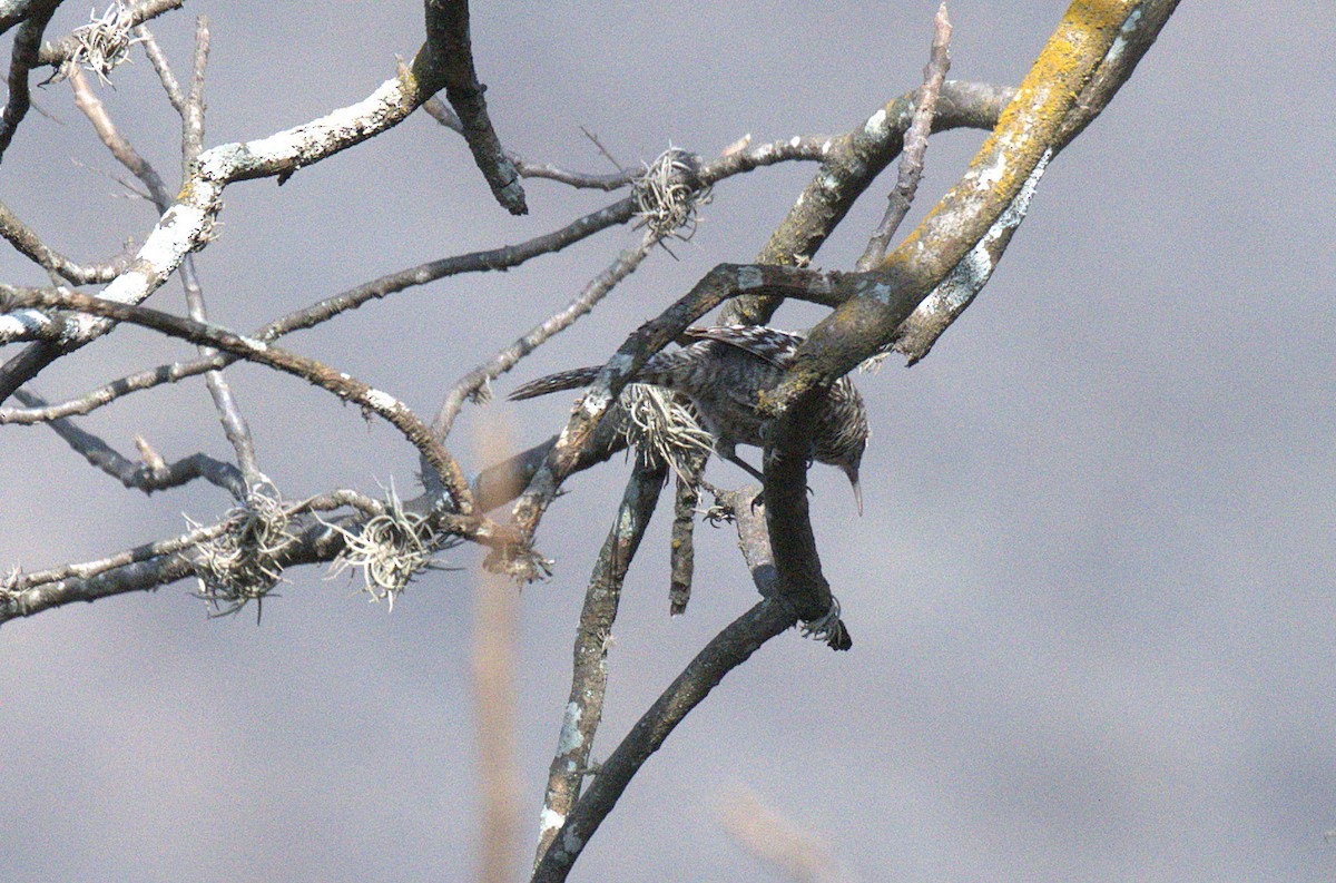 Fasciated Wren - ML646272142
