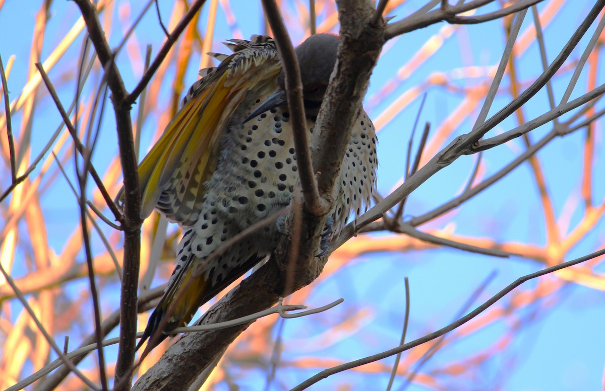 Northern Flicker - ML646272151