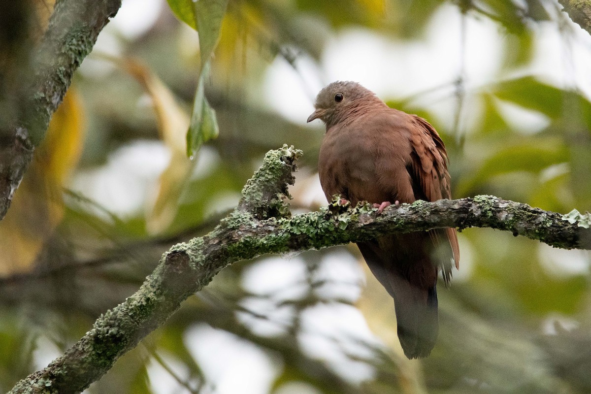 Ruddy Ground Dove - ML646272153
