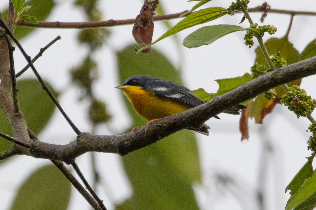 Tropical Parula - ML646272154