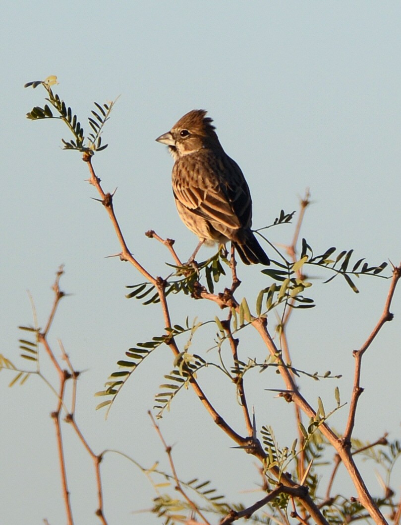 Lark Bunting - ML646272156