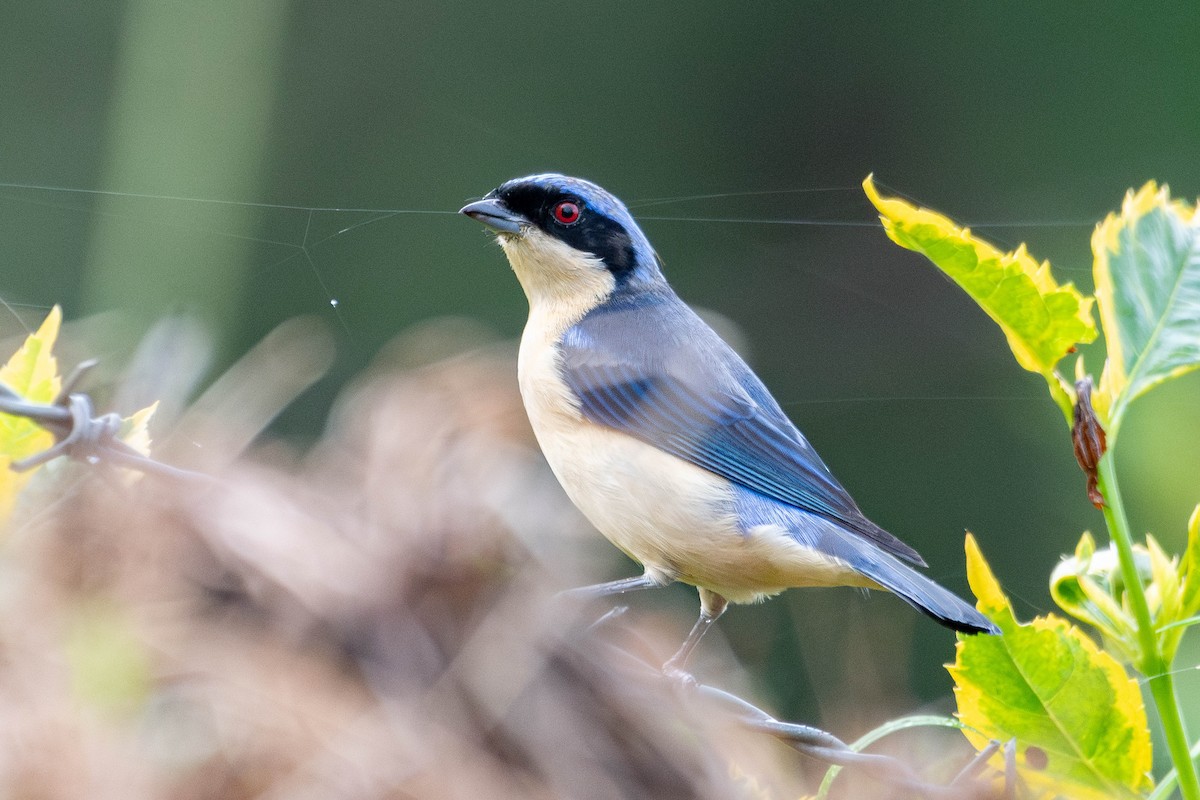 Fawn-breasted Tanager - ML646272157