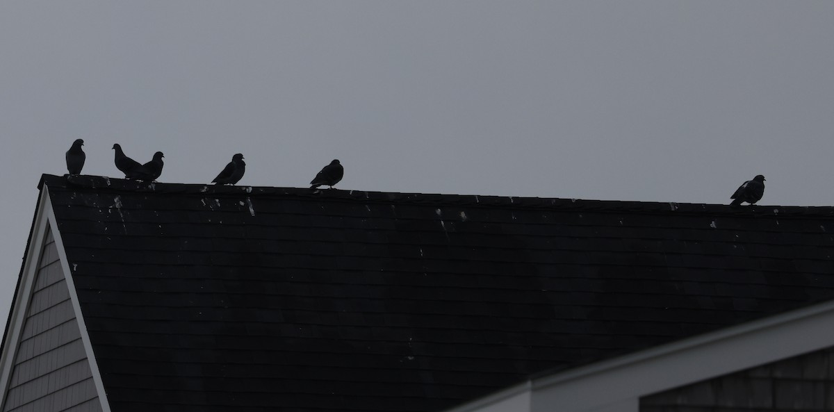 Kaya Güvercini (evcil tip) - ML646272159