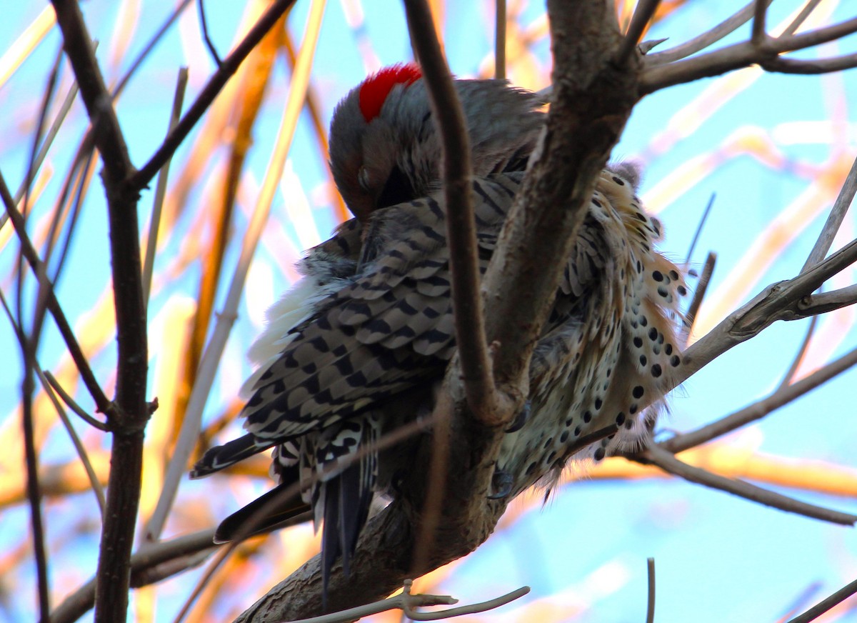 Northern Flicker - ML646272160
