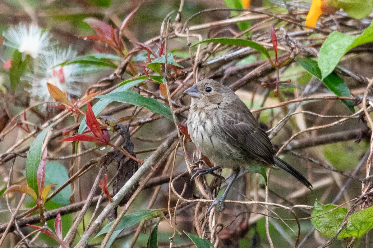 Blue-black Grassquit - ML646272166