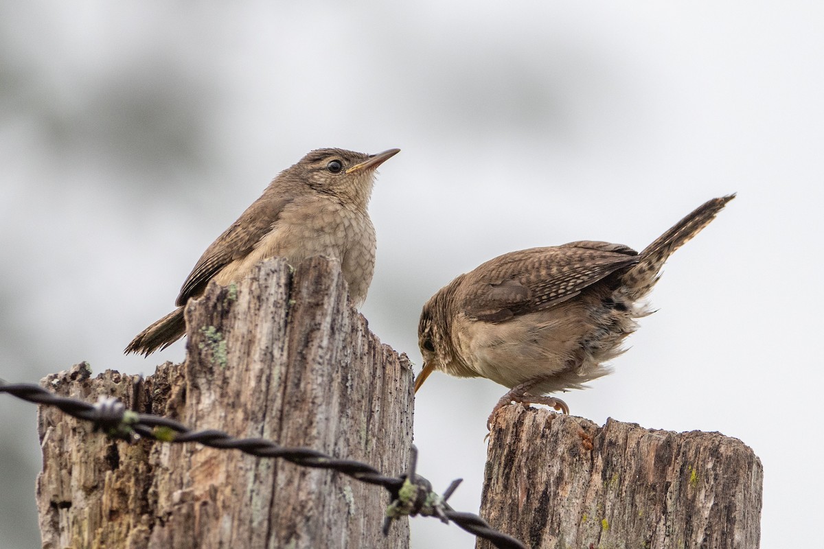 Southern House Wren - ML646272168