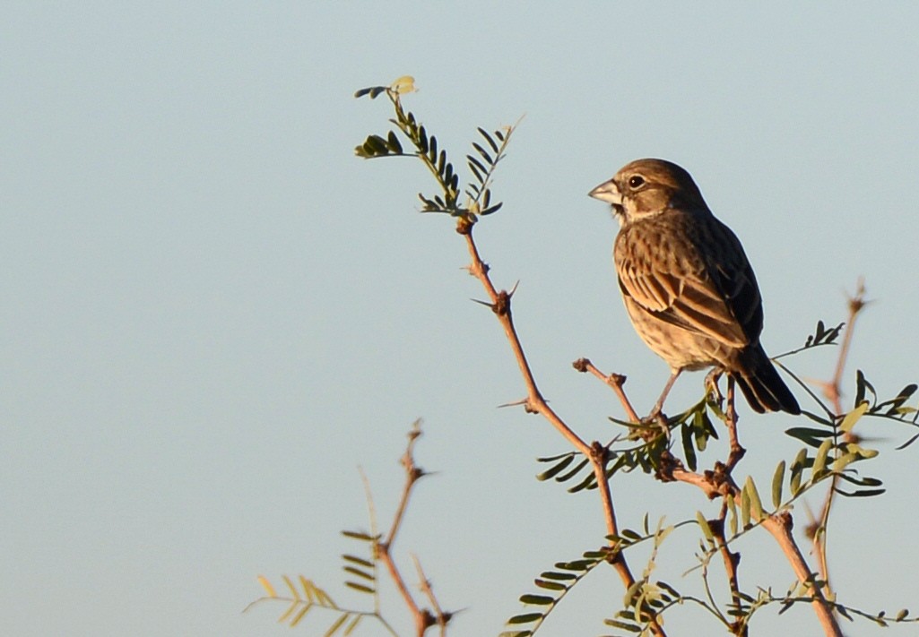 Lark Bunting - ML646272169