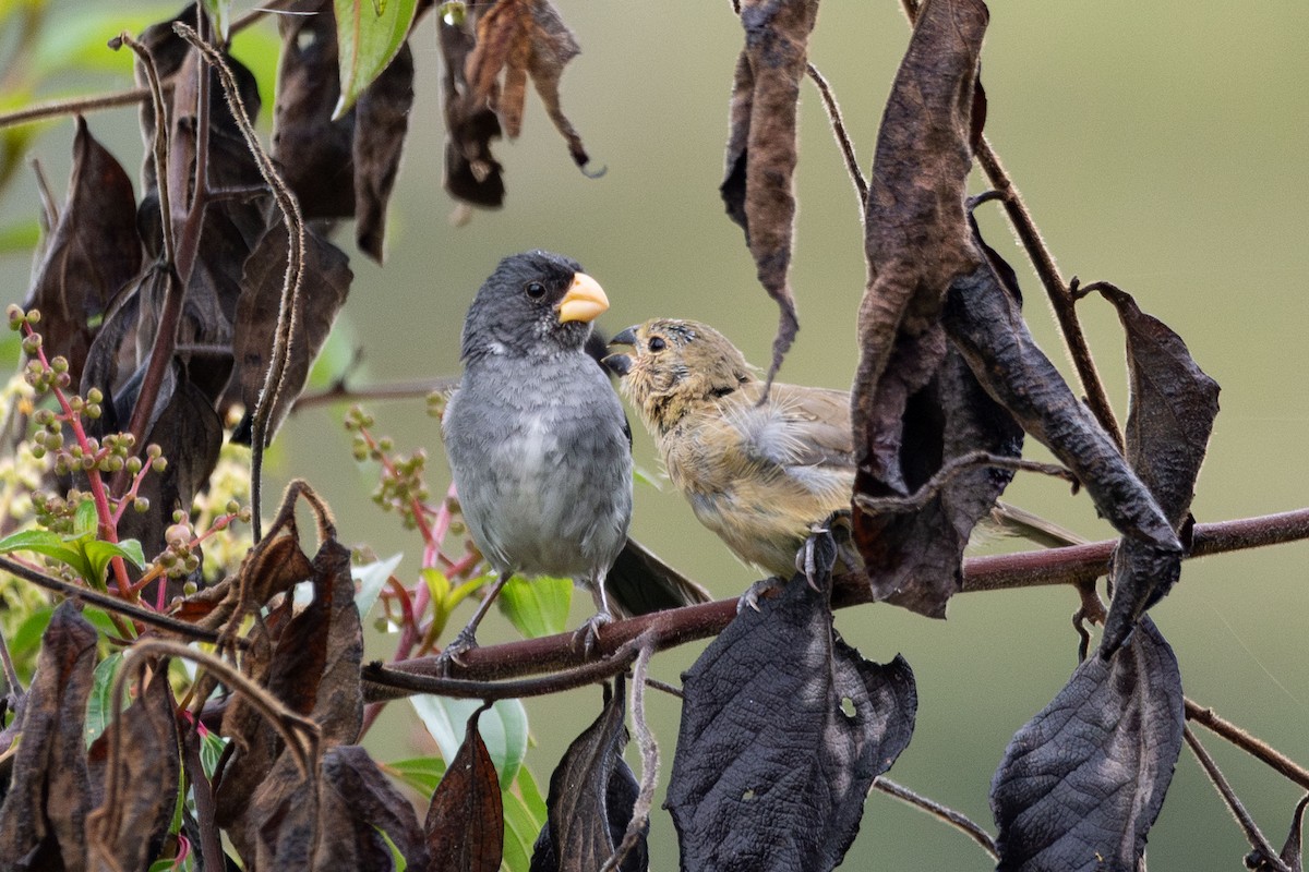 Gray Seedeater - ML646272170