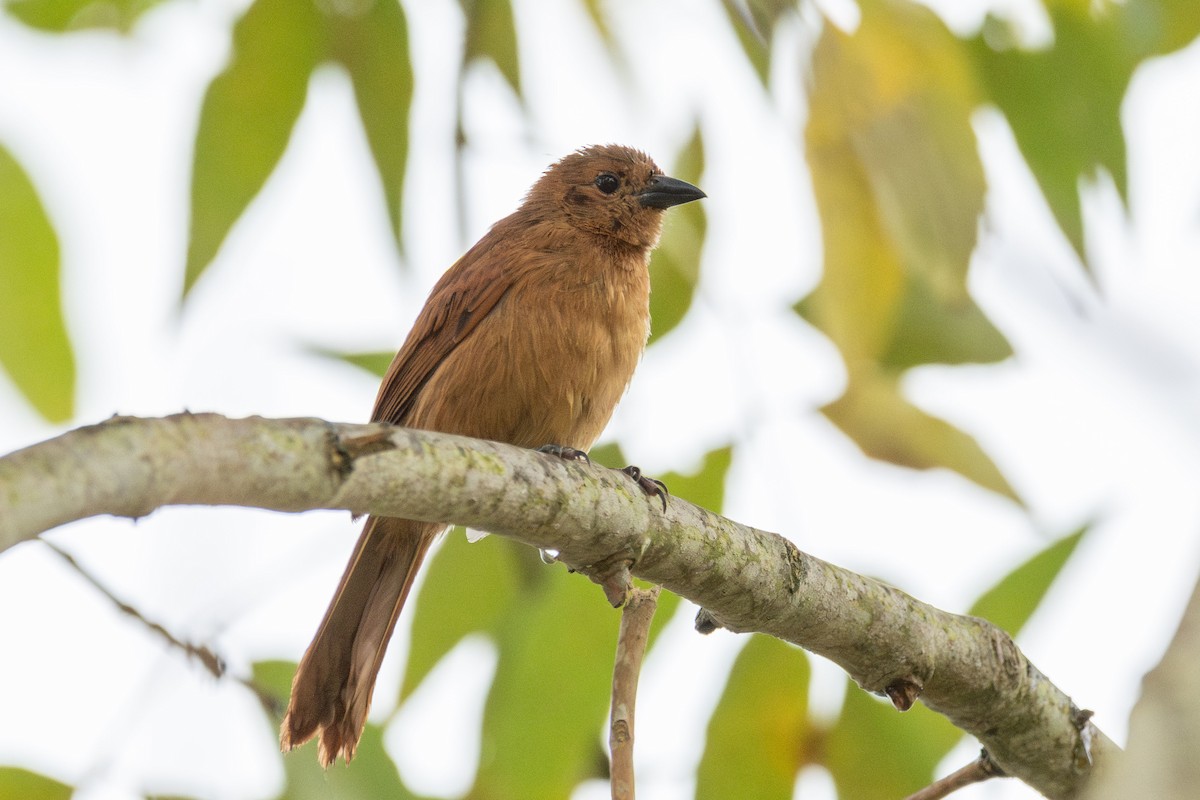 White-lined Tanager - ML646272173
