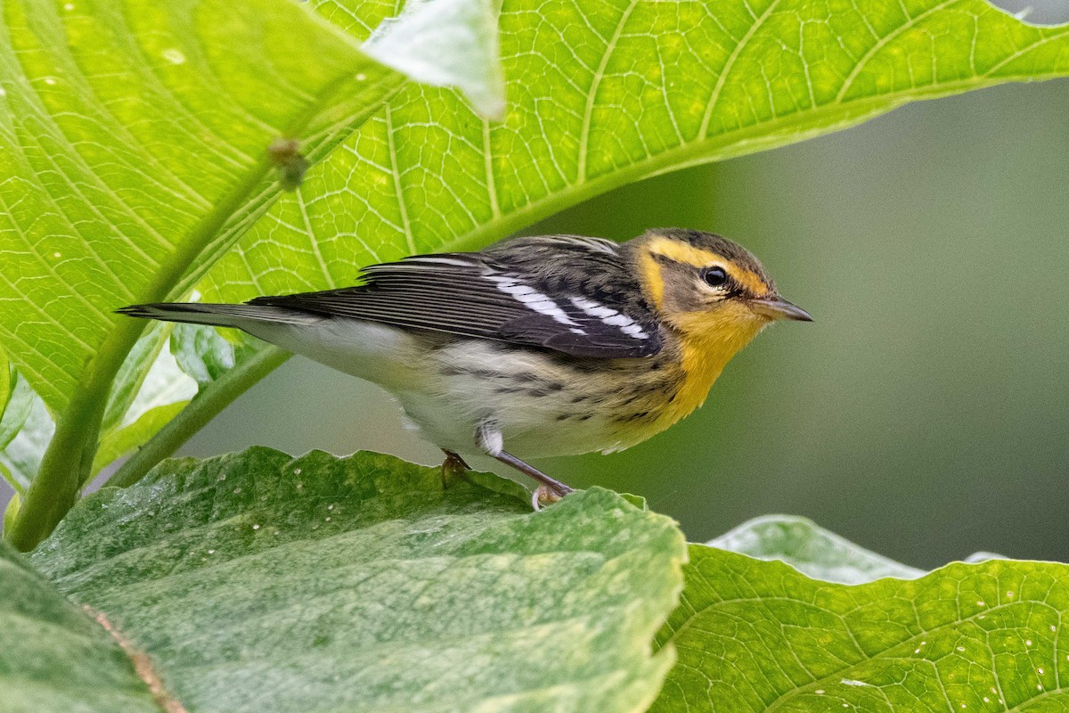 hemlokkparula - ML646272177