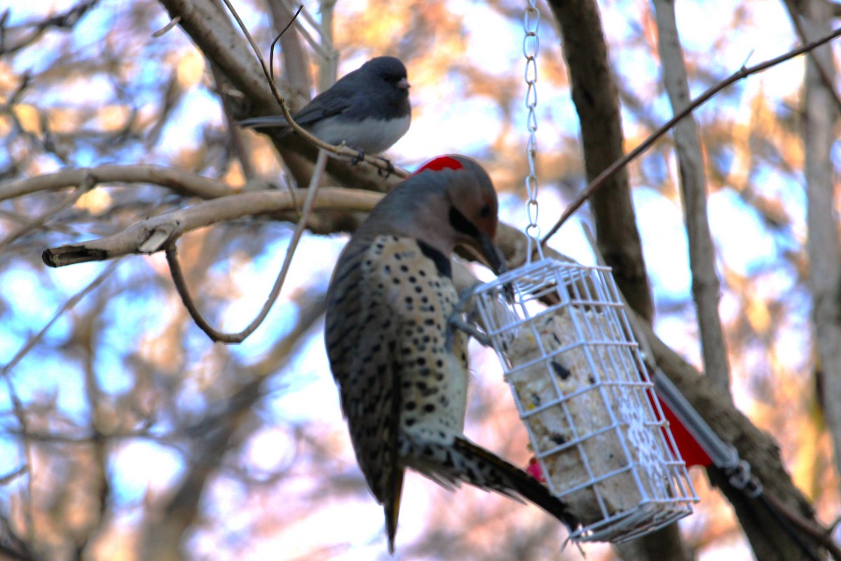Dark-eyed Junco - ML646272178