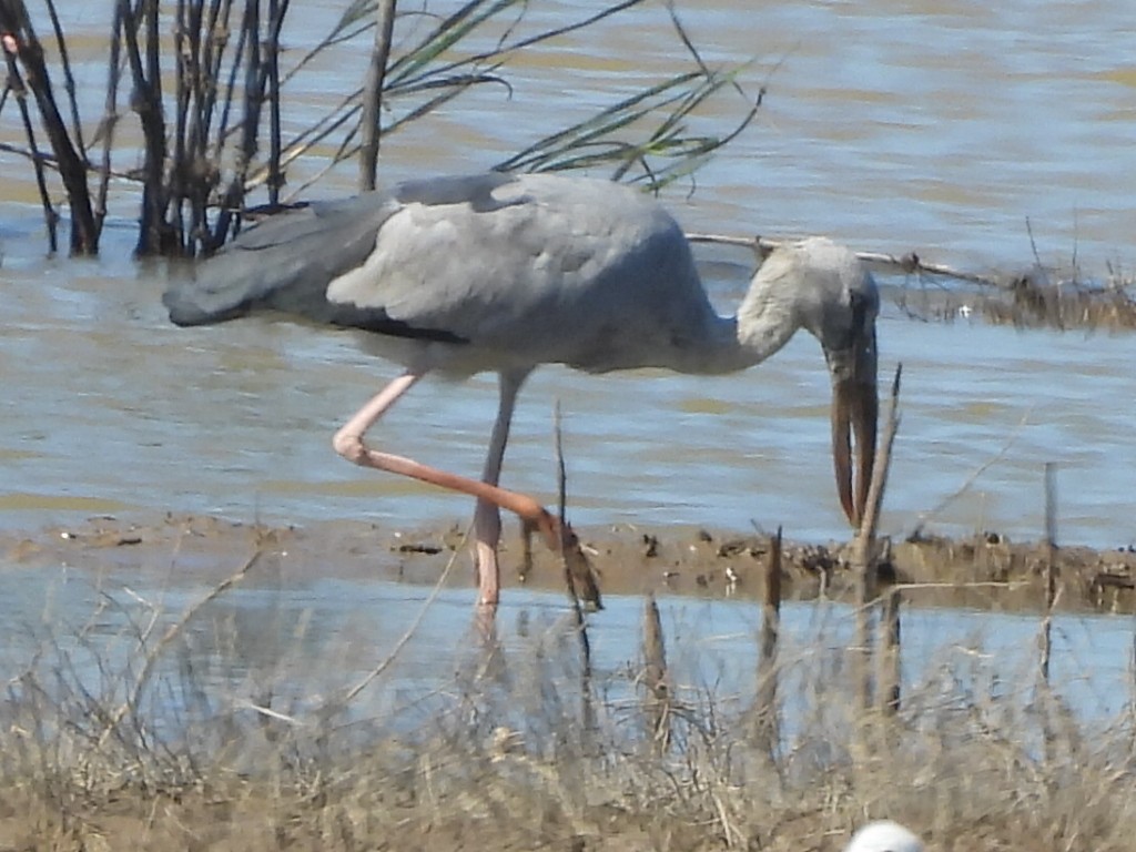 Asian Openbill - ML646272179