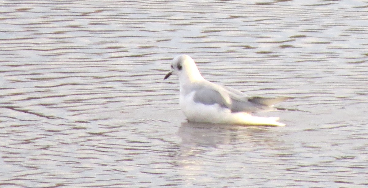 Bonaparte's Gull - ML646272183