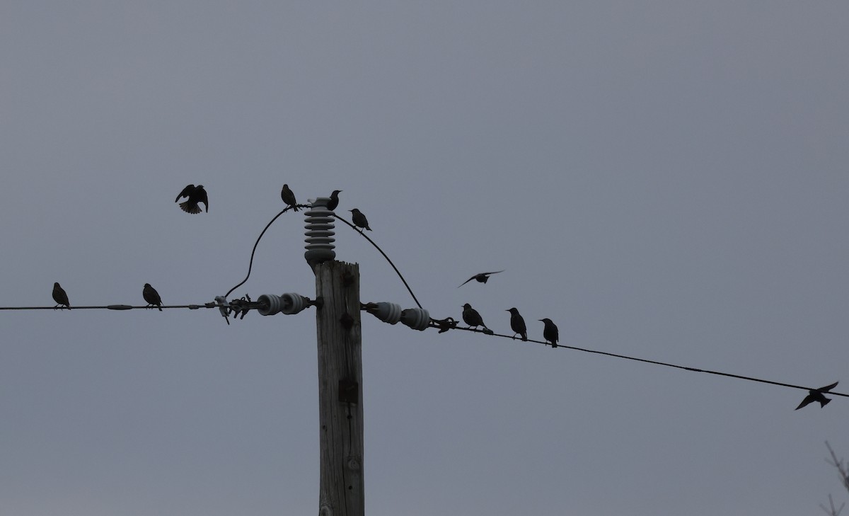 European Starling - ML646272184