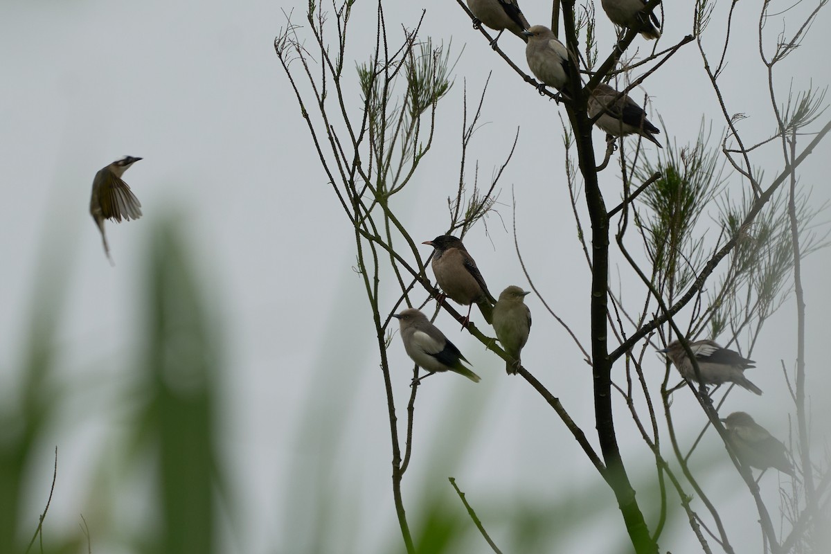 Rosy Starling - ML646272185