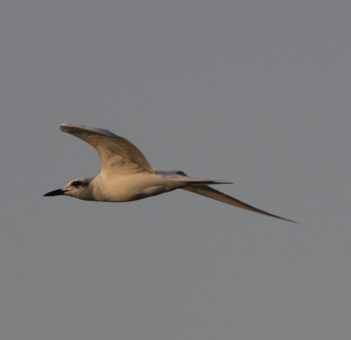 Gull-billed Tern - ML646272189