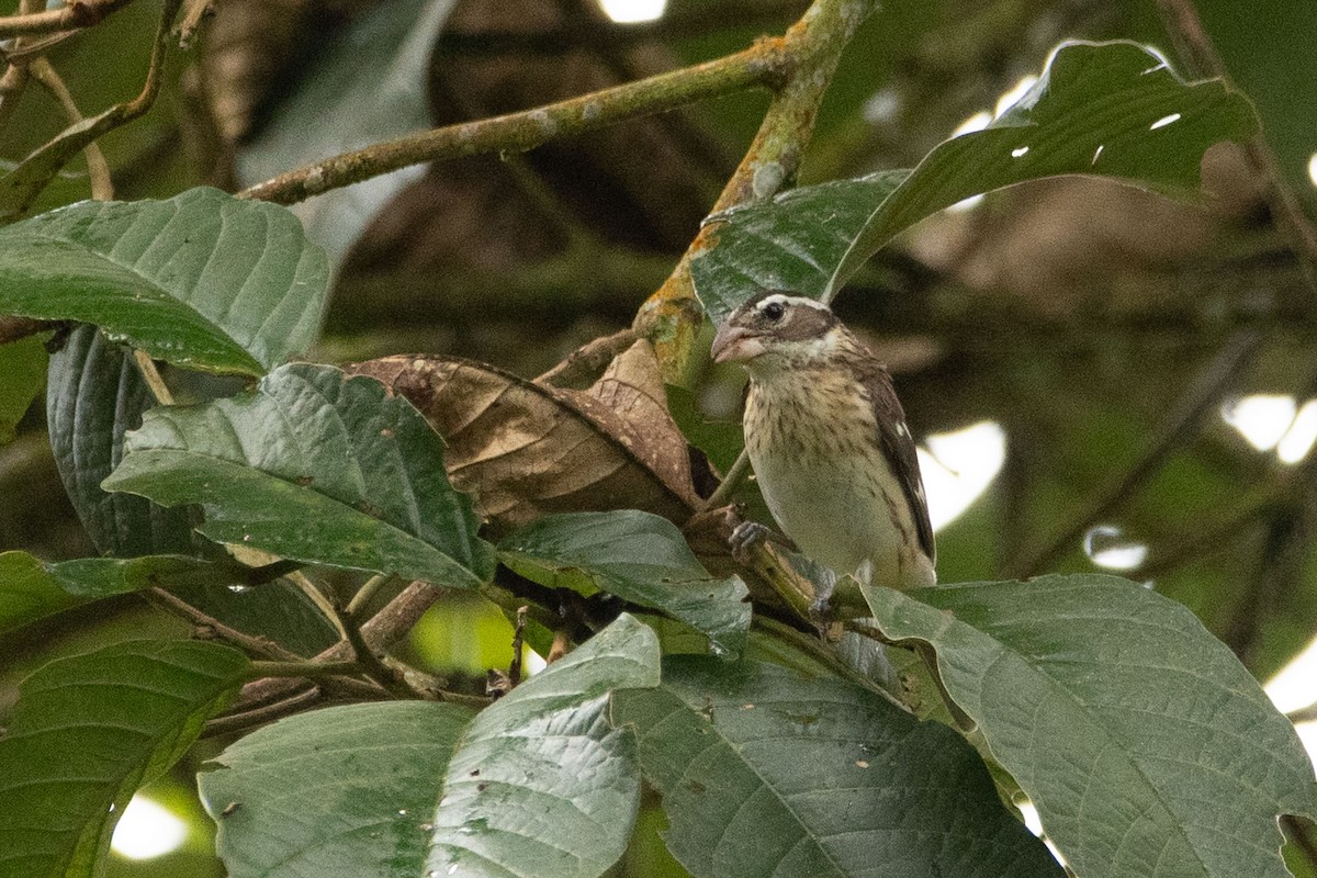 Rose-breasted Grosbeak - ML646272190