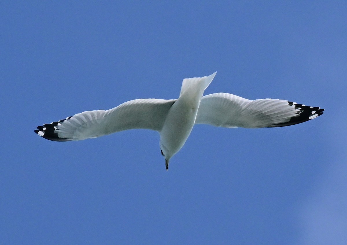 Ring-billed Gull - ML646272191