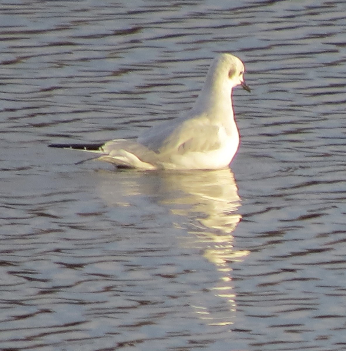 Bonaparte's Gull - ML646272192