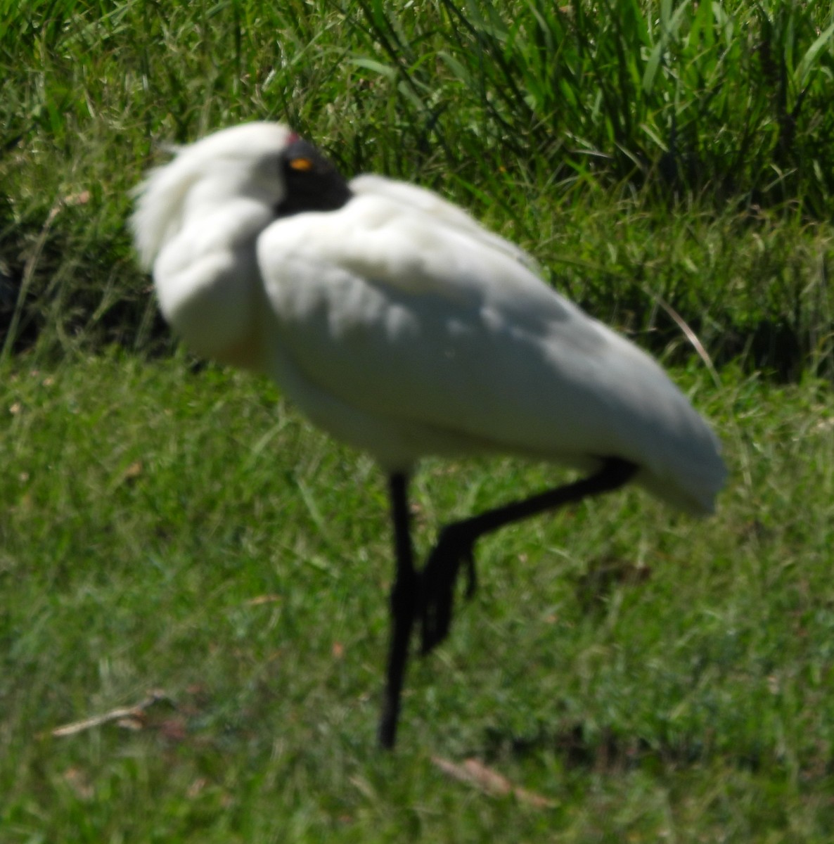 Royal Spoonbill - ML646272193