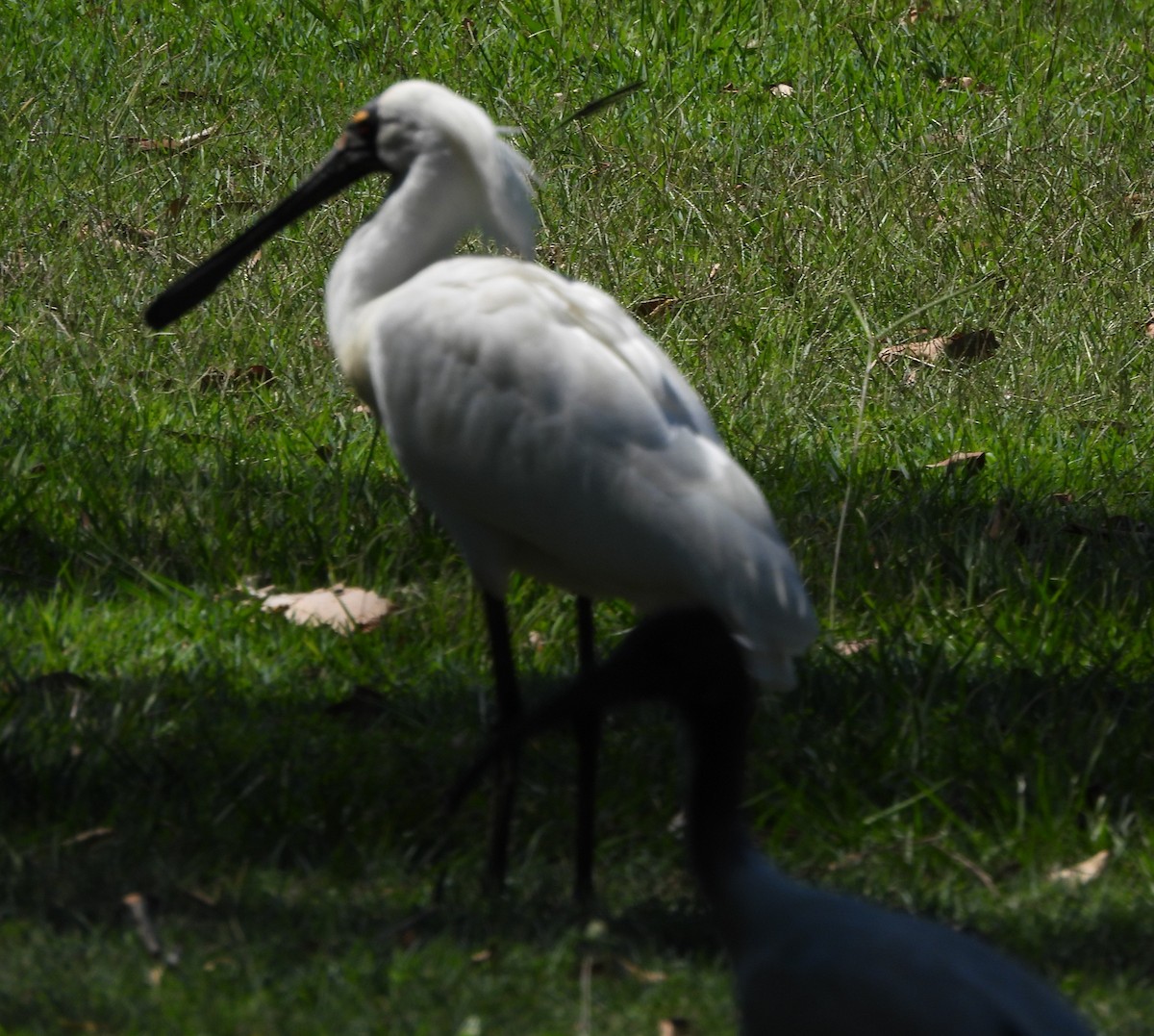 Royal Spoonbill - ML646272194