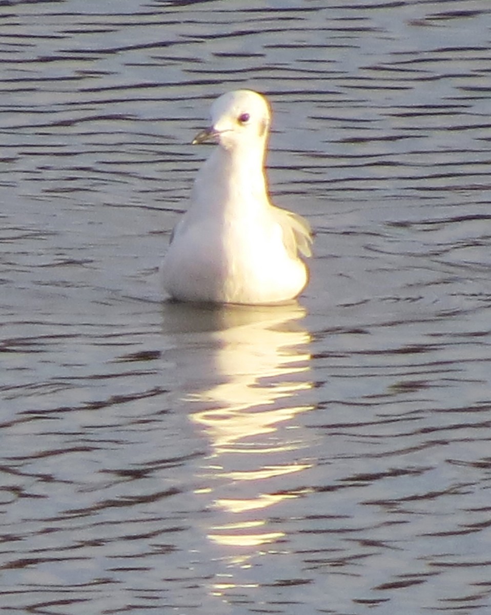 Bonaparte's Gull - ML646272195