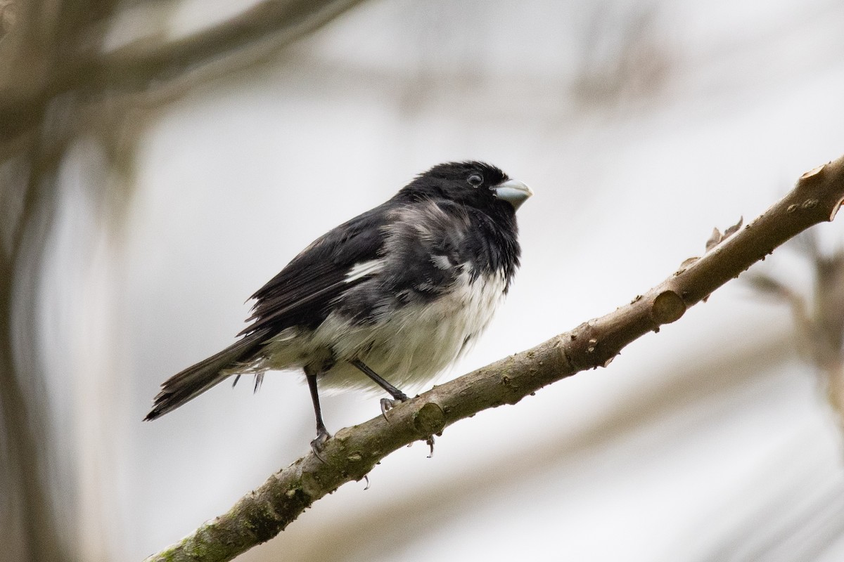 Black-and-white Seedeater - ML646272196