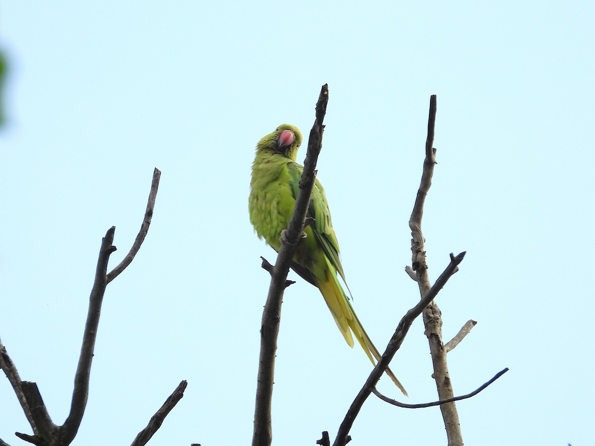 Rose-ringed Parakeet - ML646272197