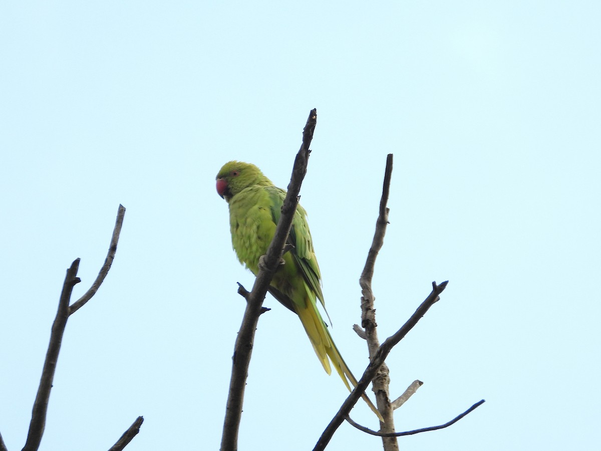 Rose-ringed Parakeet - ML646272198