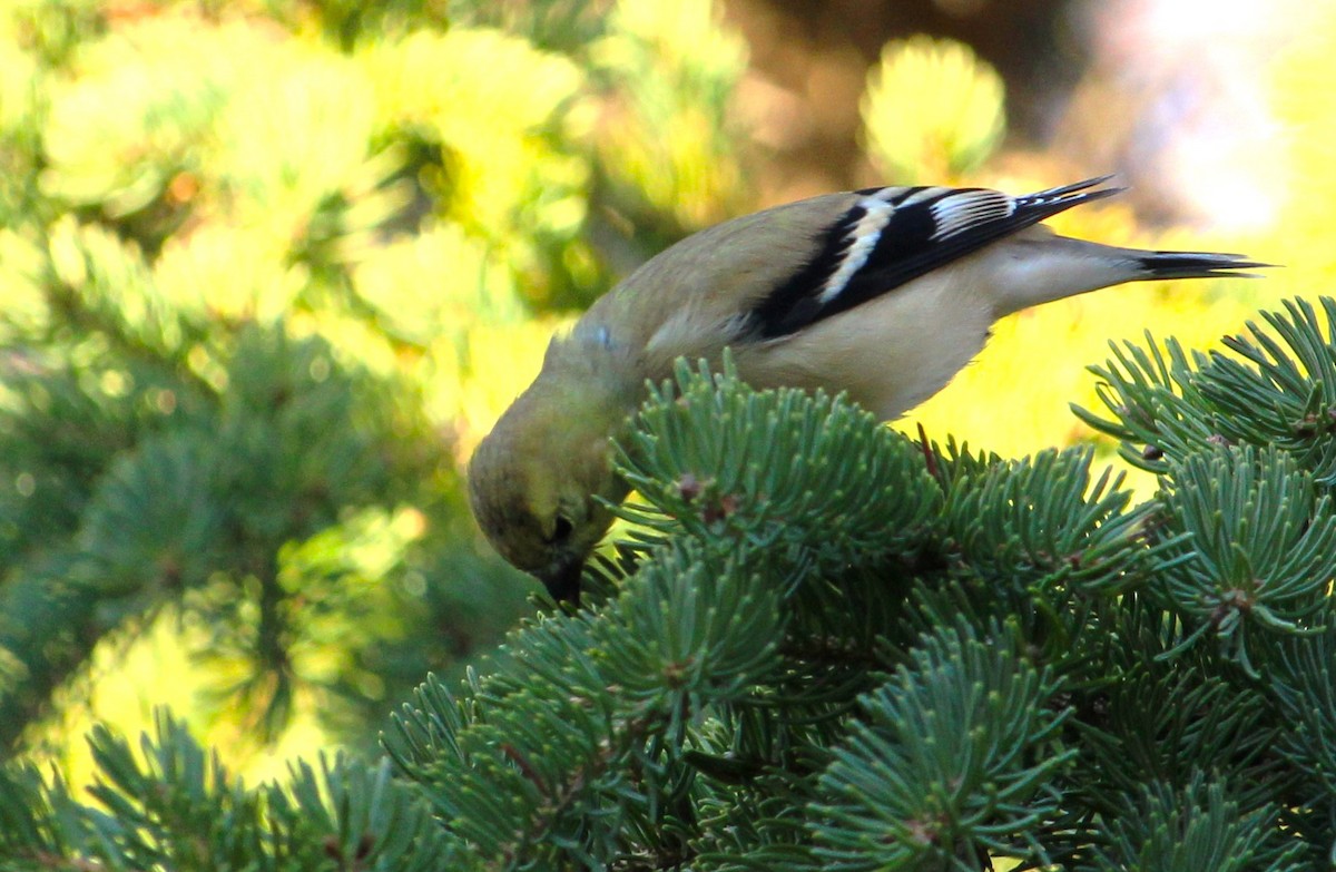 American Goldfinch - ML646272199
