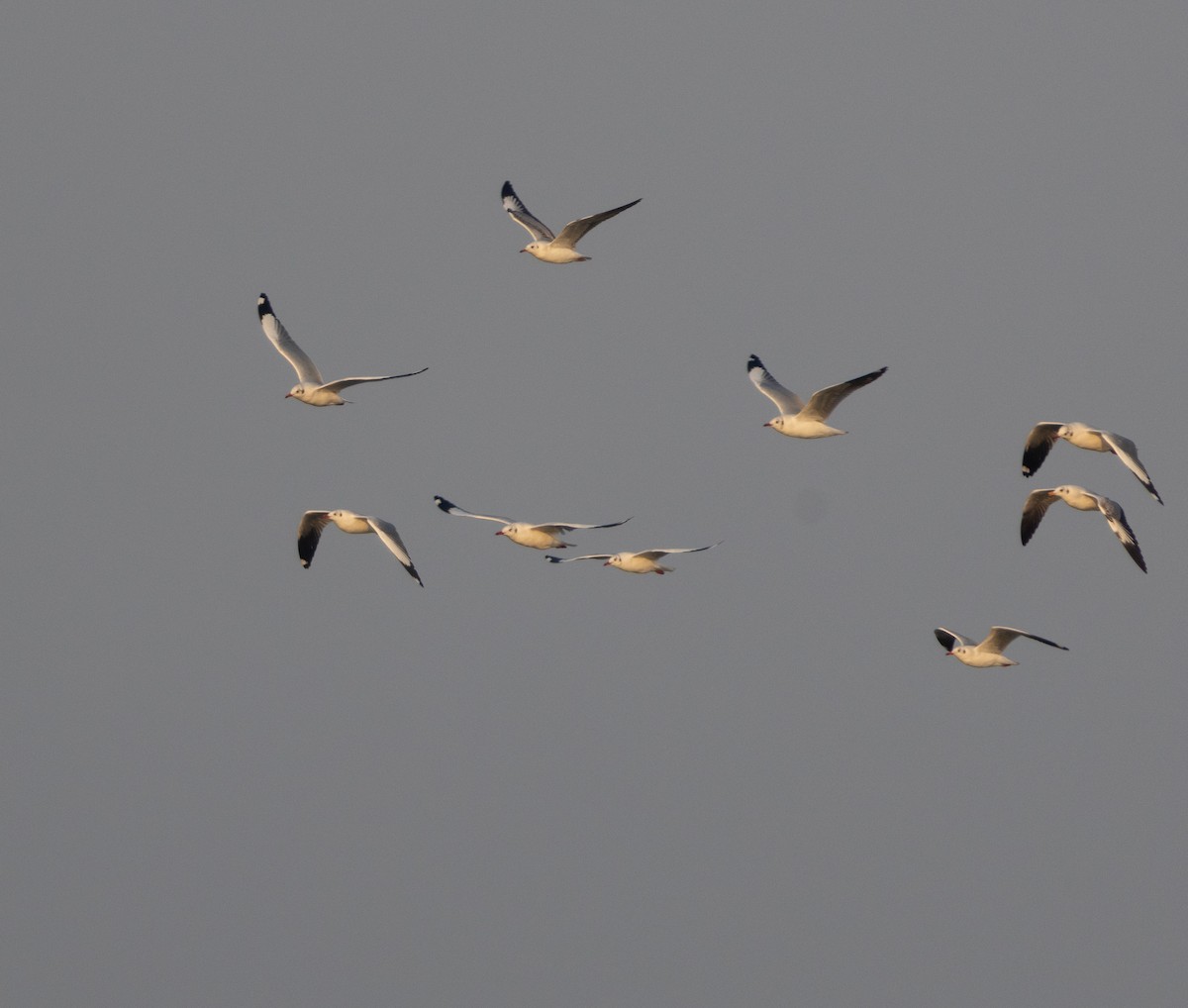 Brown-headed Gull - ML646272200