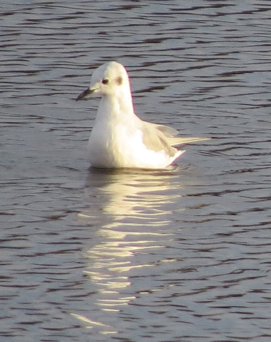 Bonaparte's Gull - ML646272201